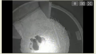 Now you can watch giant panda cub Xiao Liwu sleeping on Pandacam